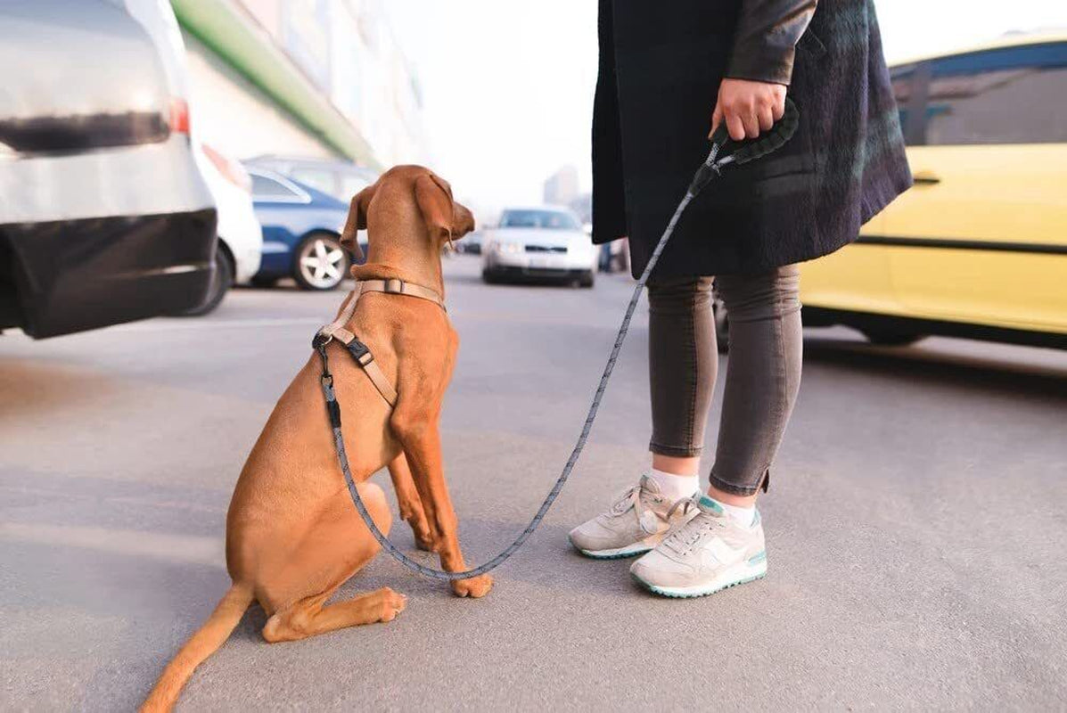 Extra Strong Reflective Rope Dog Lead with Foam Padded Handle Leash 5Ft 150Cm